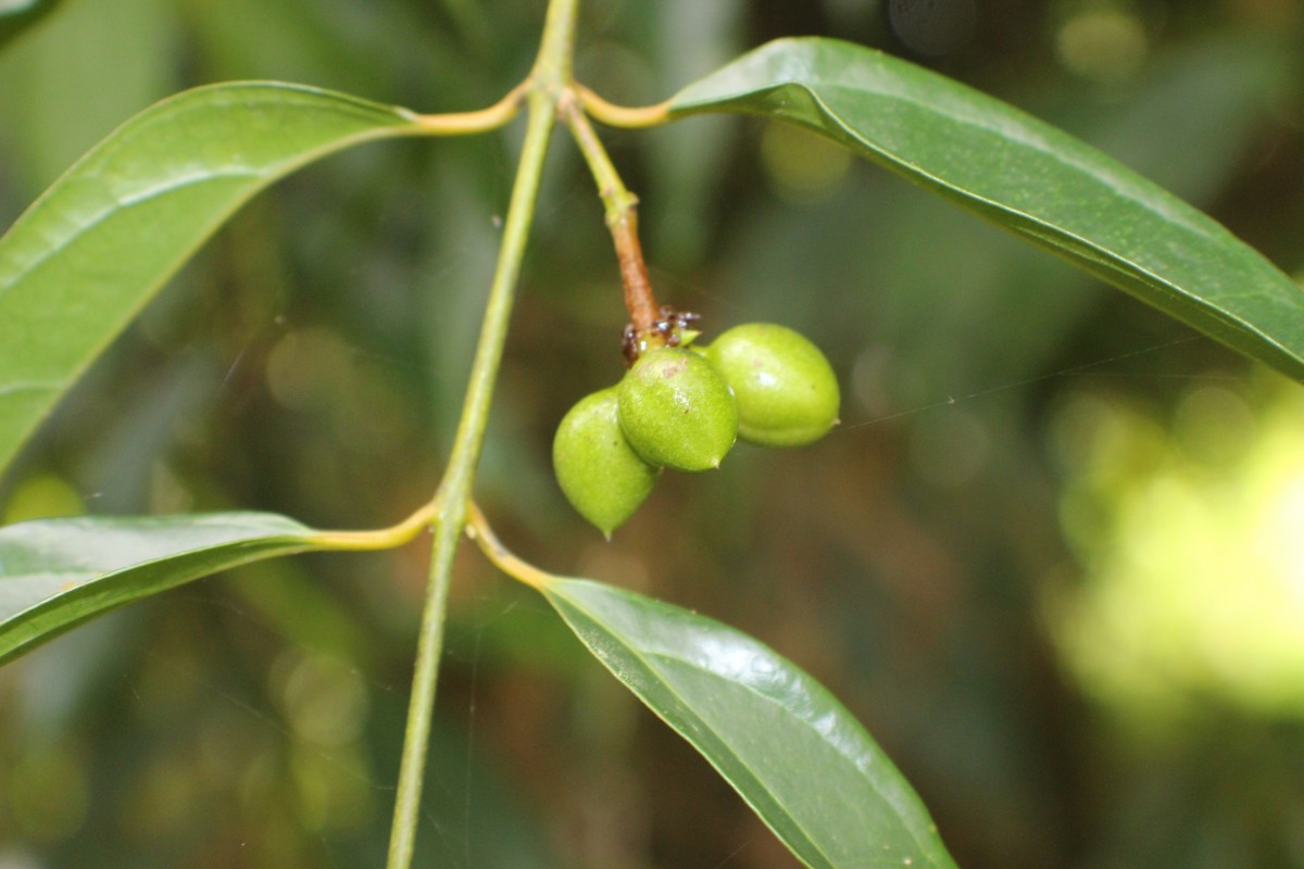 Hortonia angustifolia (Thwaites) Trimen